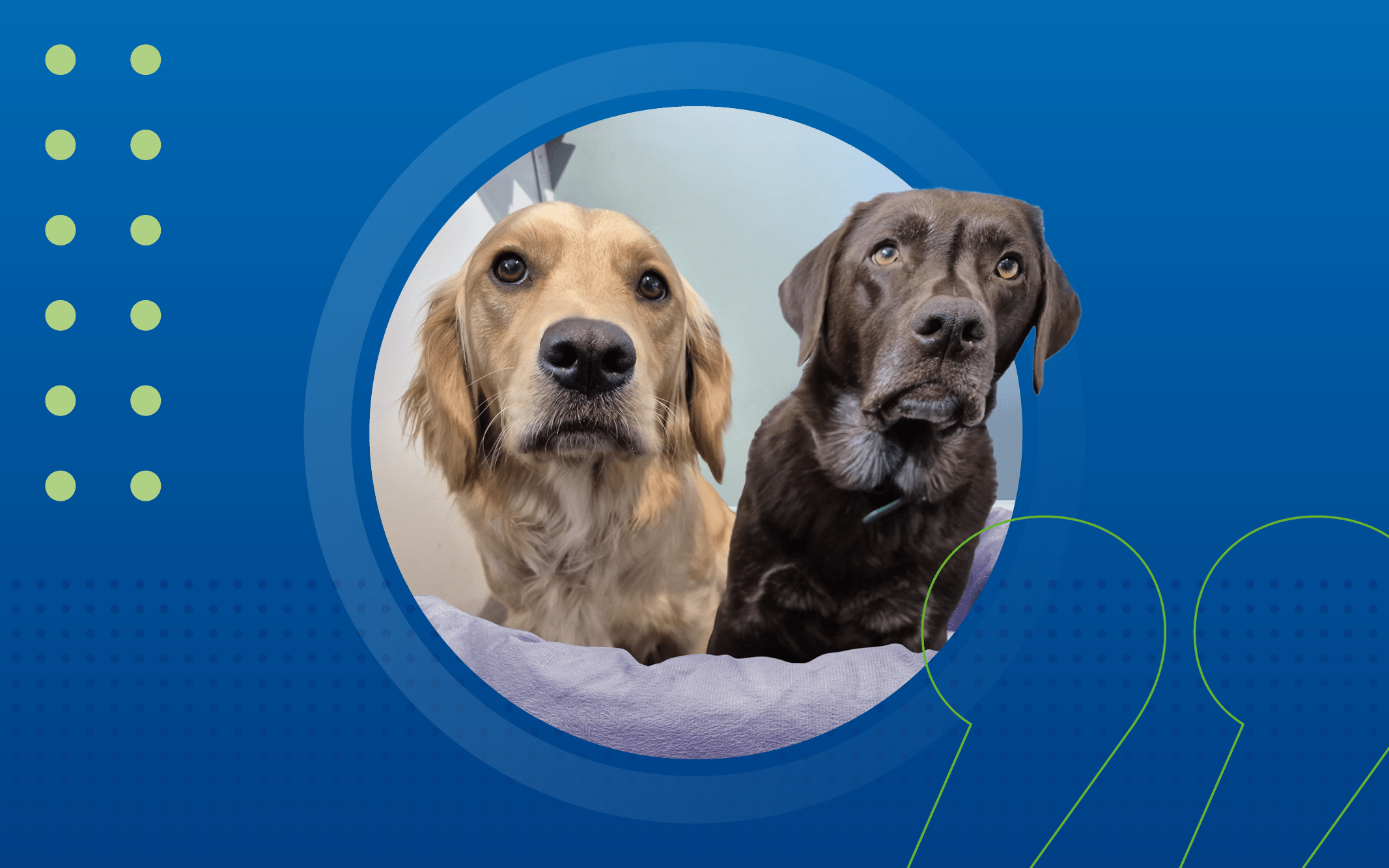 NECS Blog_Zac Wag Charity v1 Zac the Labrador and Rosie a Golden Retriever cross